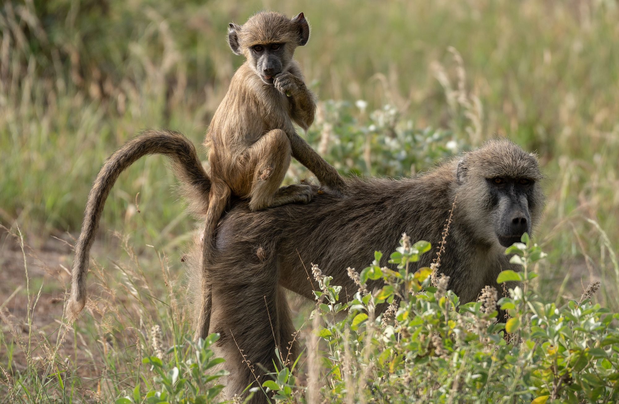 A baby baboon riding on its mother’s back